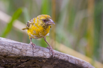 Young weaver bird in Africa