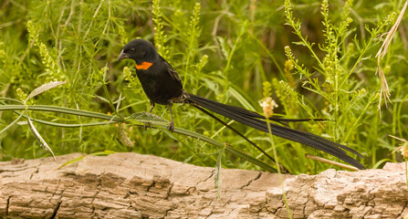 Red-collared widowbird, Euplectes ardens, in breeding plumage
