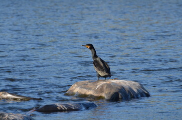 Grand Cormoran (France)