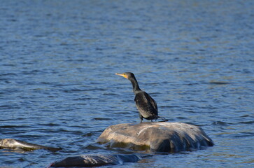 Grand Cormoran (France)