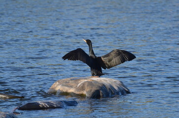 Grand Cormoran se séchant les ailes (France)