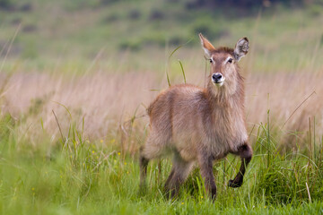 Beautiful female waterbuck in an African grassland