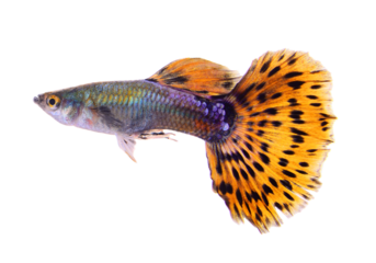 guppy fish isolated on transparent png