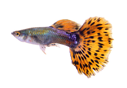 guppy fish isolated on transparent png