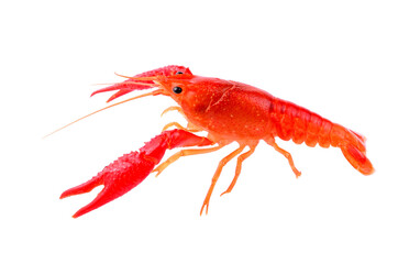 Red crawfish on transparent png