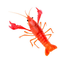 Red crawfish on transparent png