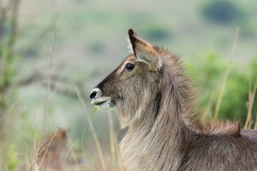 Portrait of a female waterbuck with ticks on eye and ears