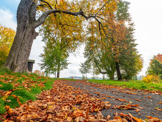 Autumn leaf on the road. Picturesque leaves fall