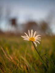 Daisy blossom, spider web and sunset sun flares. Amazing white wild flower