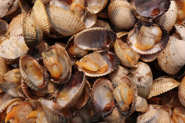 Close-up of grilled cockles from the Galician estuary