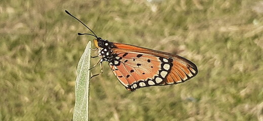 Closeup View of Acraea Terpsicore Butterfly on Blurred Background