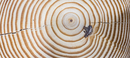light rustic wood panel with veins and illuminated