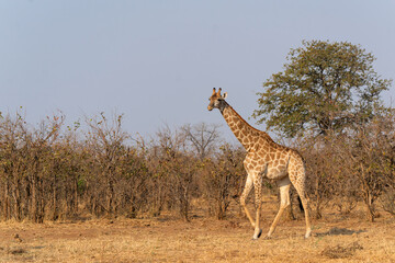 Giraffe searching for food in the Kruger National Park in South Africa