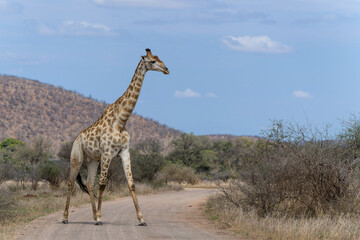 Giraffe searching for food in the Kruger National Park in South Africa