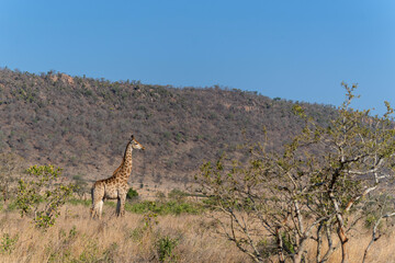 Giraffe searching for food in the Kruger National Park in South Africa