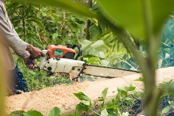 A poor logger bisects a fallen Gmelina tree trunk with a petrol chainsaw. Illegal logging concept.