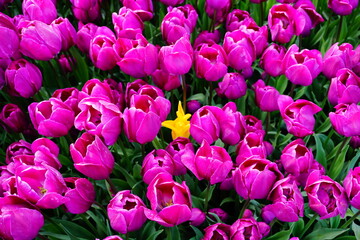 tulips in the garden