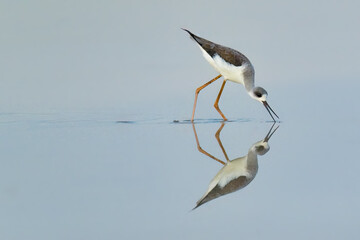 Black-winged Stilt wading in waterly pre-harvest empty rice field finding food