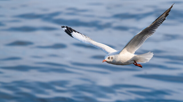 A seagull in flight with the background of sea water