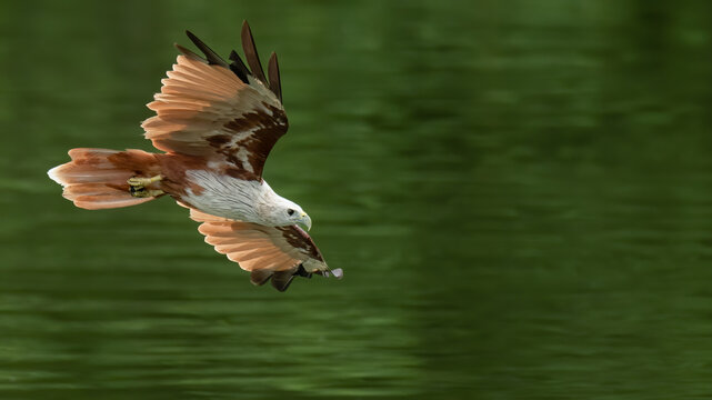 Brahminy Kite in flight above water surface