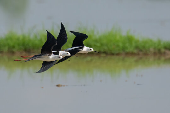 Three Black-winged Stilts flying above waterly pre-harvest rice field