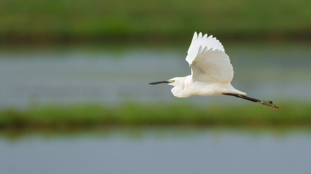 Little Egret flying above pre-harvest rice field