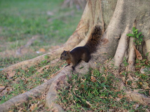 a dark brown squirrel on the root in Daan Forest Park, Taipei, Taiwan.