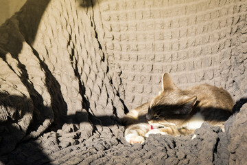 A Grey tabby cat laying sleeping on a bed closeup. Short Hair young brindle kitten sleep