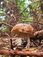 Borowik szlachetny. Grzyb.  © Mariusz J