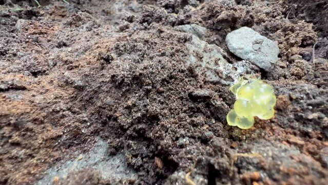 Eggs of ground frog lie on ground on farm, reproduction of amphibians