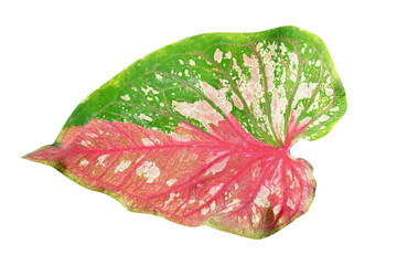 caladium bicolor leaves on a white background  