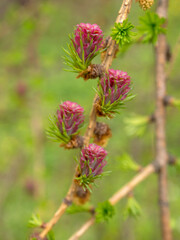 red larch buds in spring