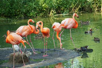 pink flamingo in the zoo