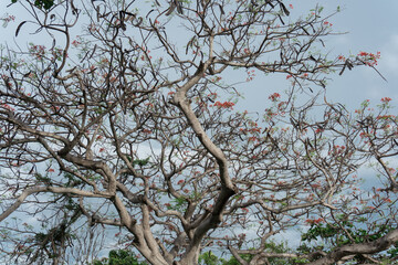 Palm trees and mountain landscape, tropical nature photo.
