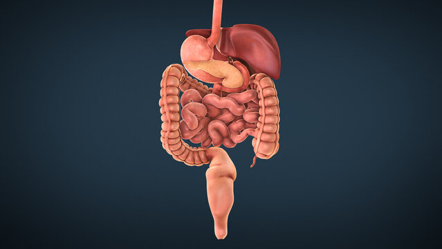 Digestive System Diagrams Images – Browse 12,598 Stock Photos, Vectors, and  Video | Adobe Stock