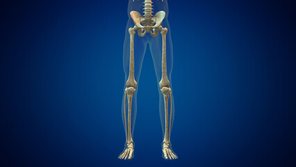 Human leg bones anatomy medical background