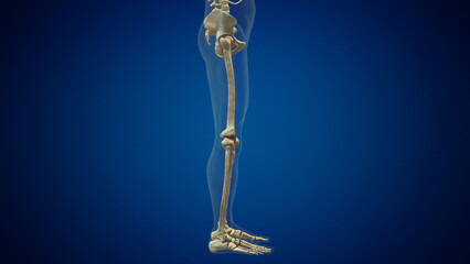 Human leg bones anatomy medical background