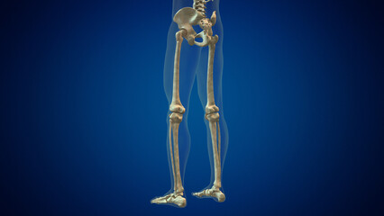 Human leg bones anatomy medical background