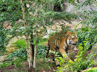 tiger in the forest