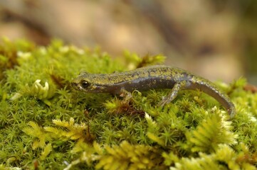 Closeup on green endangered juvenile limestone salamander, Hydromantes brunus sitting on green moss