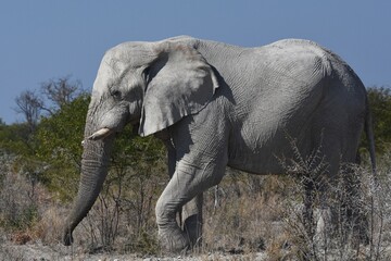 Fototapeta na wymiar Elefantenbulle (loxodonta africana) im Etoscha Nationalpark in Namibia. 