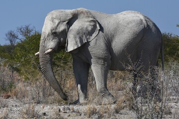 Elefantenbulle (loxodonta africana) im Etoscha Nationalpark in Namibia. 