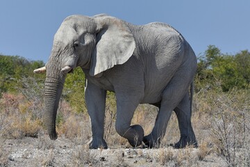 Fototapeta na wymiar Elefantenbulle (loxodonta africana) im Etoscha Nationalpark in Namibia. 