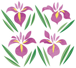 5月　こどもの日　菖蒲イラスト