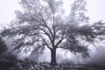 Old Tree in the Fog
