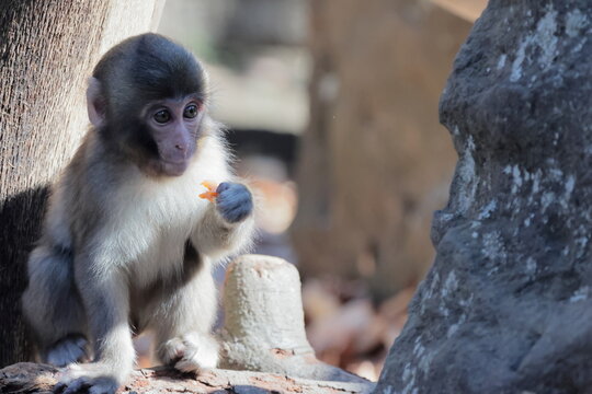 Catarrhini Bilder Durchsuchen 6,939 Archivfotos, und