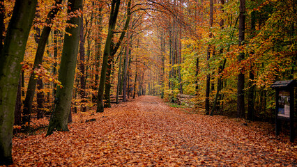 Path through the autumn forest, Jantar, Poland