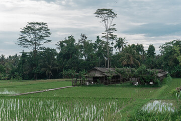 A small cottage among tropical palm trees