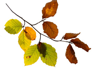 autumn leaves Transparent PNG, PNG, Transparent