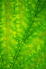 green leaf texture
